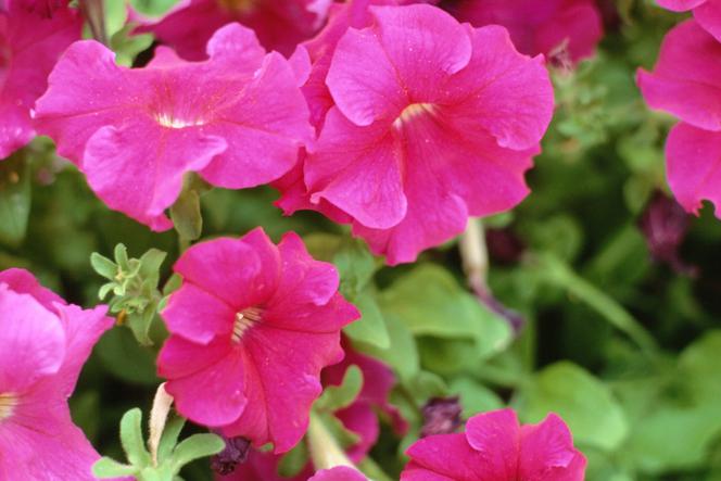 Petunia ogrodowa