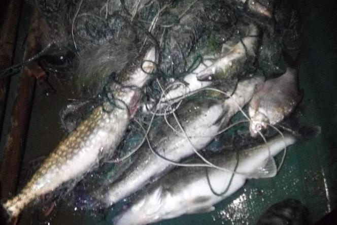 Kilka godzin patrolu w gminie Osieczna i sieci pełne ryb
