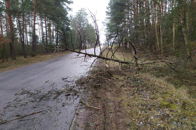 Orkan Sabina w Podlaskiem. Silny wiatr, połamane drzewa, ale tragedii nie ma