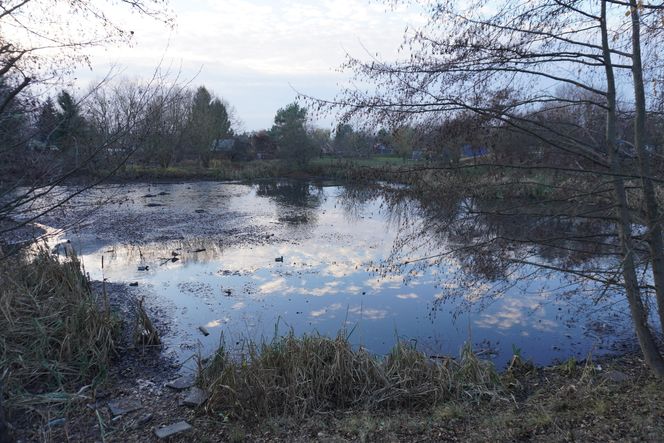 Tu powstanie kolejne miejske do rekreacji w Białymstoku. Tak obecnie wygląda staw przy Bema