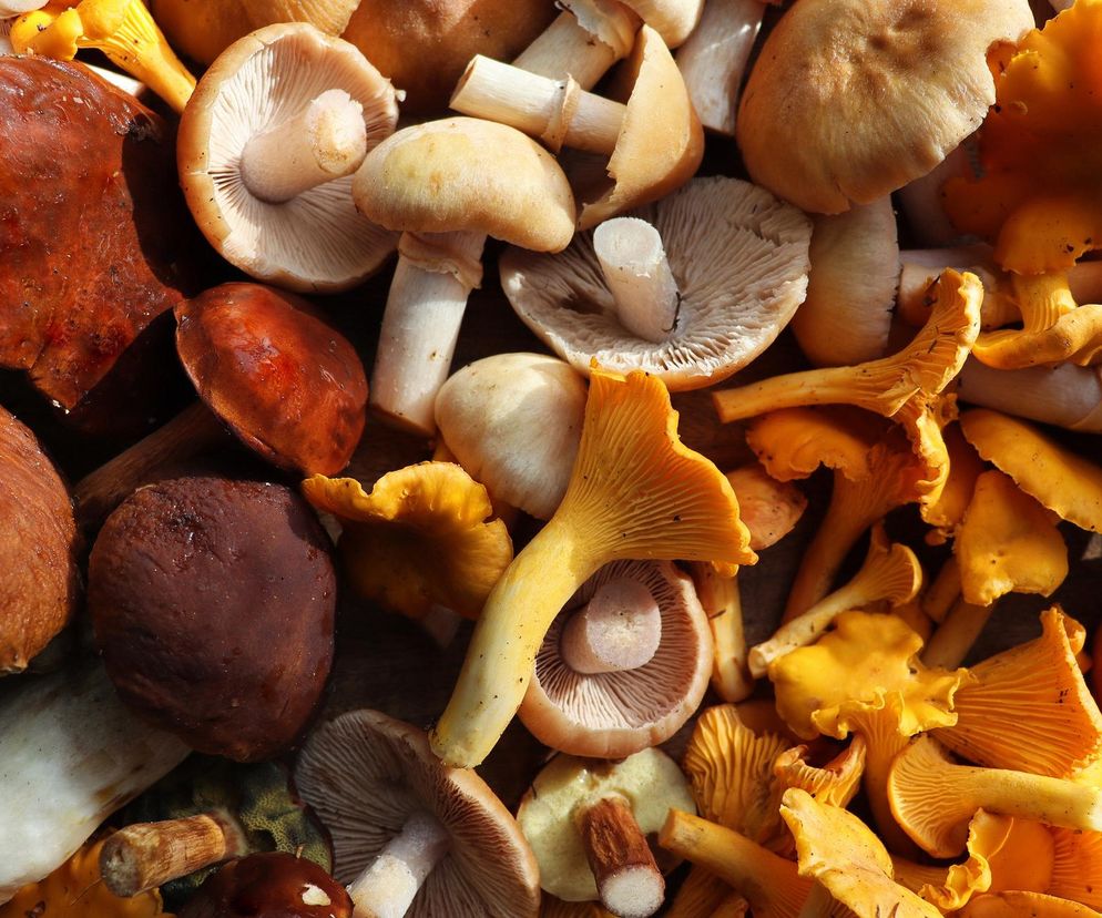 Tego nie łącz z grzybami. Możesz doprowadzić do katastrofy
