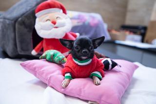 Świąteczny pies