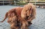Dramatyczna interwencja KTOZ. Wygolone włosy psa ważyły ponad trzy kilogramy