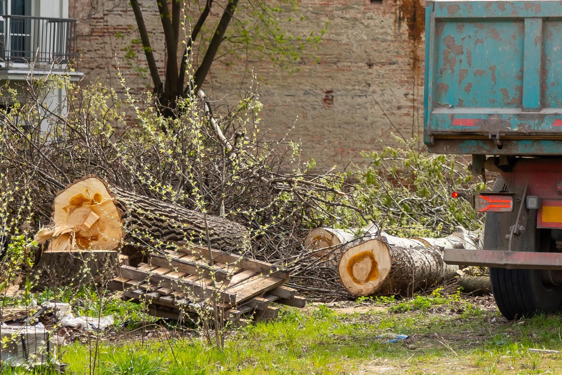 Nielegalna wycinka drzew przy ul. Radzymińskiej 14 w Warszawie