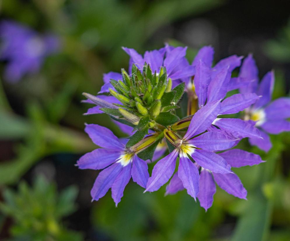 Kwiaty na słoneczny balkon południowy