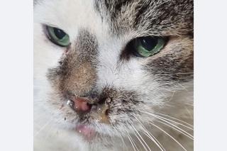 Mieszkał w styropianowym domku na działkach we Wrocławiu. Ekostraż walczy o życie cierpiącego kota