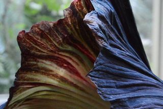 Kwitnięcie dziwidła olbrzymiego w Warszawie 08.2025