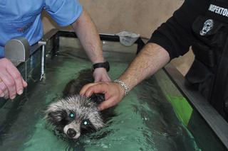 JENOT UCZY SIĘ CHODZIĆ.