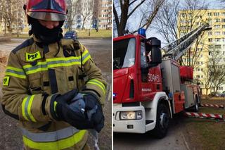 Lublin: Gołąb uwięziony na czubku drzewa. Strażacy ruszyli na ratunek [ZDJĘCIA]