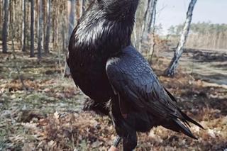 KInferi  Inferi  poszukiwany! Ptasi aktor oddalił się od właściciela. Pomóż go odnaleźć! [5.03.2024]