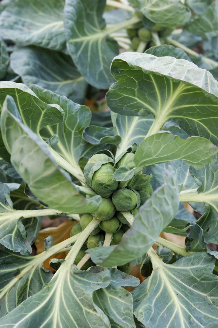 Dziko Rosnąca Kapusta Warzywna Dała Początek Wielu Popularnym Dzisiaj Warzywom Kapusta warzywna brukselka = brukselka - Brassica oleracea var