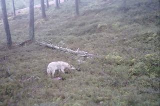 Biały wilk i jego ofiara uchwycone przez kamerę. Fascynujące nagranie z Pomorskiego [ZDJĘCIA]