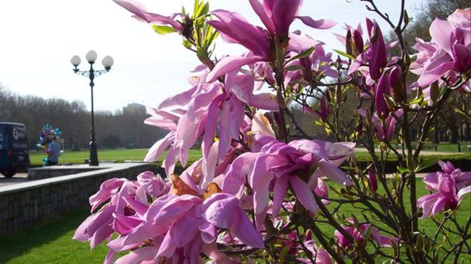 Pół tysiąca magnolii dla mieszkańców Szczecina