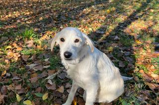 Fado stanął na czterech łapach. Szczeniak po dwóch operacja w końcu może ćwiczyć chodzenie