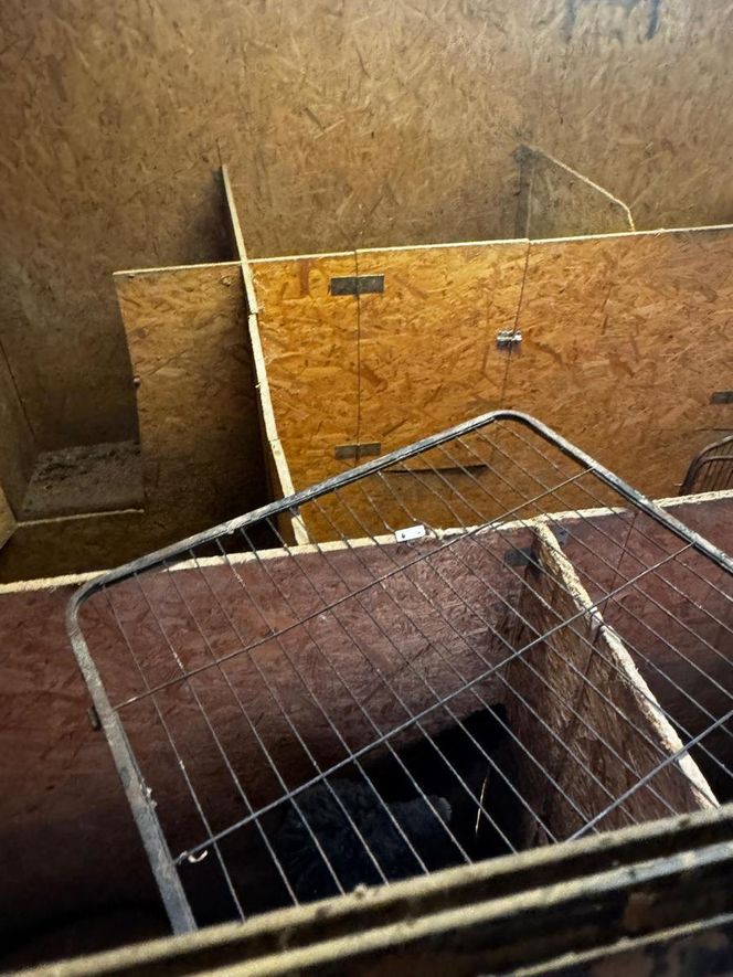 Skandal w pseudohodowli pod Krakowem! Psy żyły we własnych odchodach. Właścicielce grozi więzienie