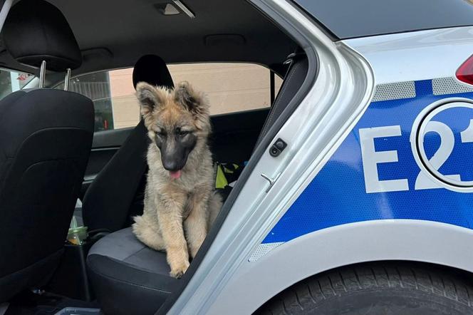 Policjanci wybili szybę w samochodzie, żeby uwolnić wycieńczonego szczeniaka