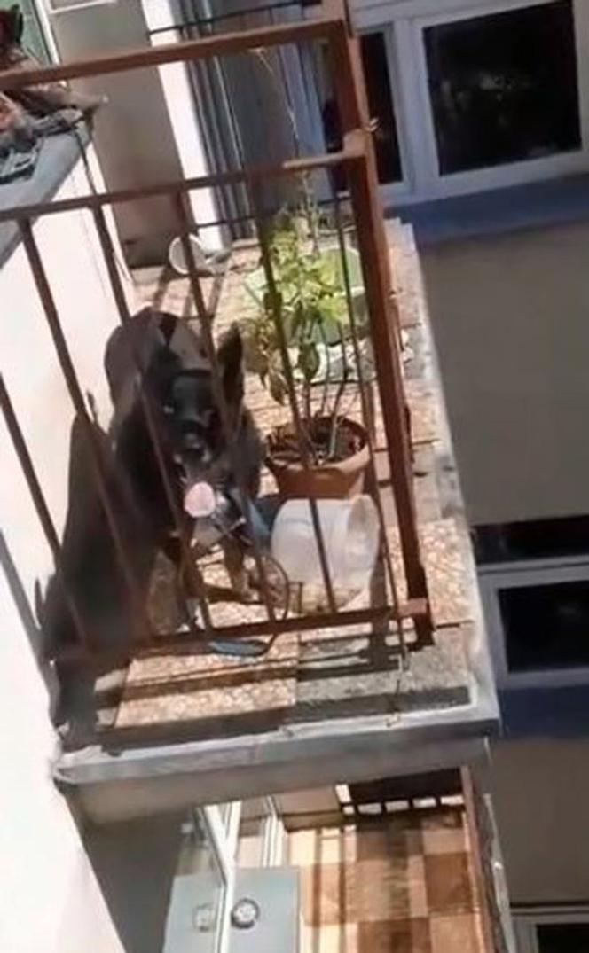 Pies gotował się na balkonie