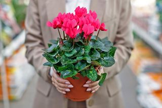 Robię to już w lutym z moim cyklamenem, a rozkwita na kolorowo. Urocze kwiaty zdobią mój parapet aż do wiosny. Nawóz do cyklamenu perskiego