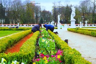 W Ogrodach Pałacu Branickich posadzono 9 tys. kwiatów