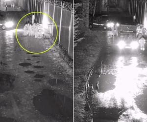 Białowieża. Granica polsko-białoruska. Bójka migrantów przy zaporze. Irańczyk ugodzony nożem