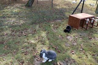 Sieniawski Oktoberfest