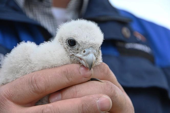 Znamy płeć gdyńskich sokołów. Jak wyglądało obrączkowanie?