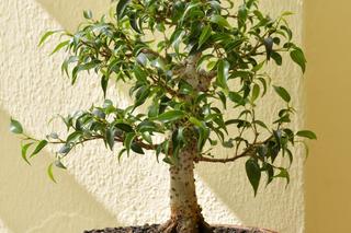 Ficus benjamina [Porada eksperta]