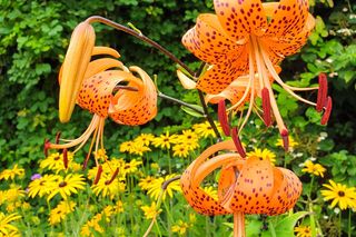 Lilia tygrysia