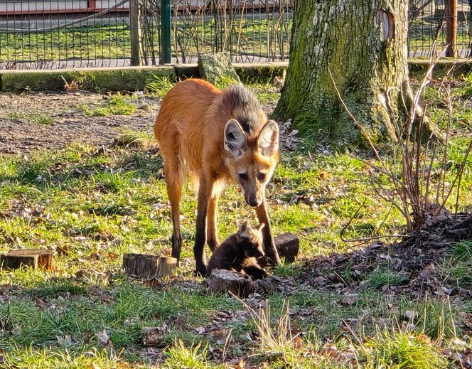 Pierwsze chwile młodych wilków z mamą 