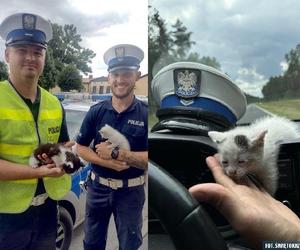Dwa małe kociaki uratowane przez policjantów z Włoszczowy