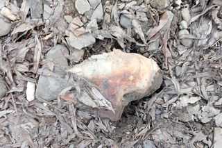 Prokuratura bada sprawę nielegalnej ubojni. Mięso miało trafiać do lokali w Małopolsce