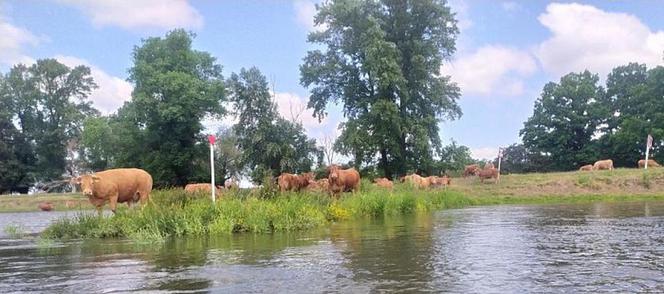 Wyprawa kajakiem w dół Odry