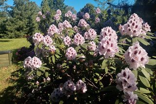 Nadleśnictwo Marcule blisko świętokrzyskiego