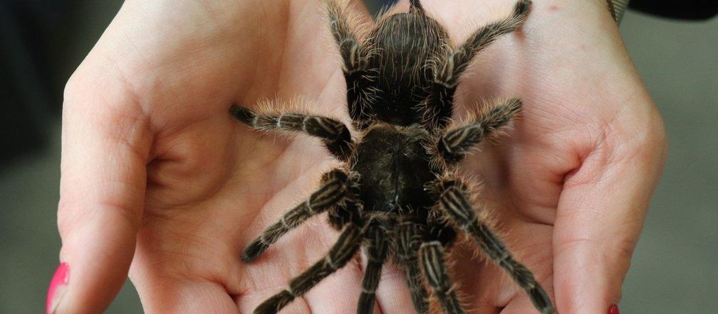 Nielegalna wystawa pająków w Świętochłowicach. Mężczyzna wpadł w policyjną sieć, grozi mu 5 lat więzienia