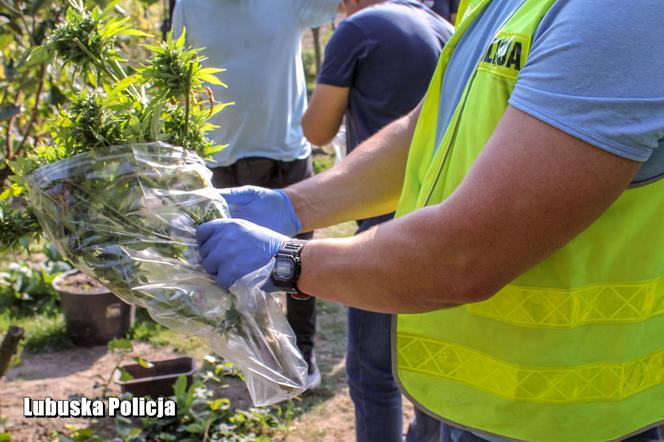 Międzyrzecz: Marihuana w ogrodzie zamiast malin i pomidorów. Nielegalny biznes 62-latki