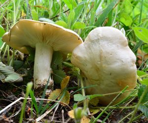 Już są wiosenne grzyby. Po jakie grzyby wybrać się na łąkę i do lasu?