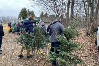 Leśnictwo Grodziec organizuje choinkobranie 2024. Można samemu wyciąć choinkę