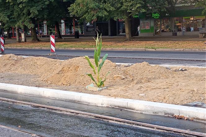 W centrum Szczecina wyrosła dorodna... kukurydza!