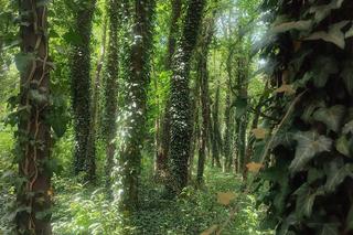 Park Baranowski w Kielcach piękny jak Narnia