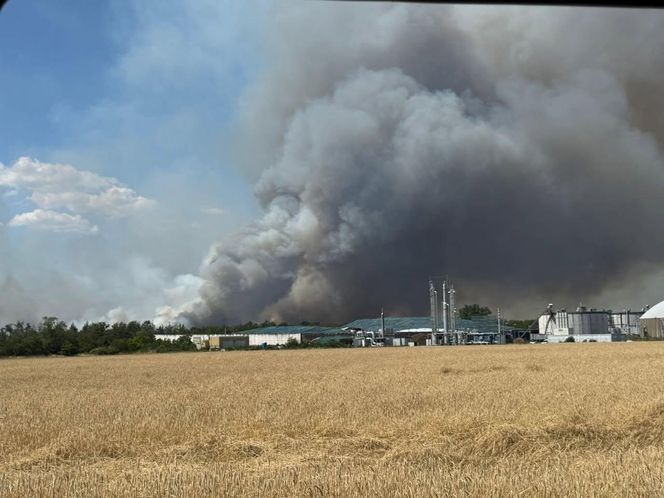 Potężny pożar lasów w Niemczech. Dym widać z okolic Lubina i Jawora na Dolnym Śląsku 
