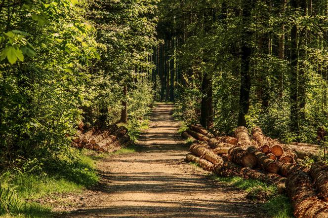 Plaga wykroczeń w warmińsko-mazurskich lasach. Wystawili ponad 100 mandatów