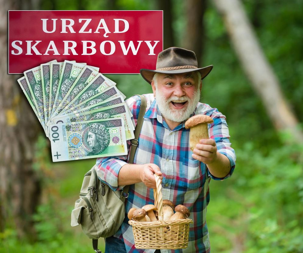 Uśmiechnięty grzybiarz z koszykiem borowików i jednym okazałym grzybem w dłoni, z kapeluszem na głowie i plecakiem, na tle zielonego lasu. Nad nim symbolicznie unosi się czerwony baner z napisem „URZĄD SKARBOWY” oraz rozłożone banknoty 100 zł. Zdjęcie ilustruje temat opodatkowania i kontroli finansowej sprzedaży runa leśnego, o czym przeczytasz na Super Biznes.