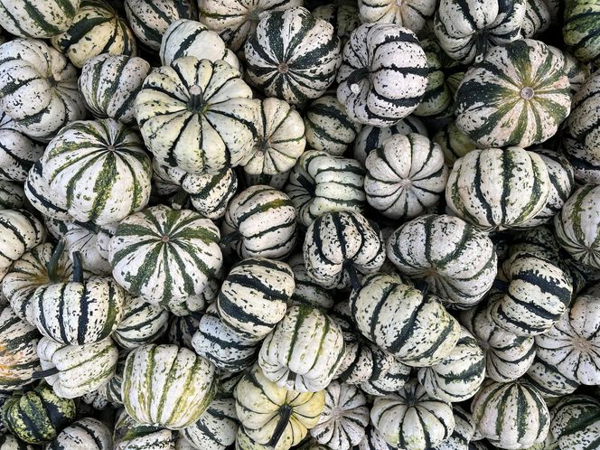 Dynia ozdobna Sweet Dumpling