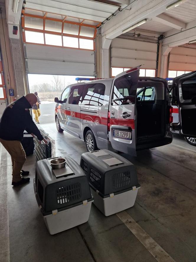 Dwóch strażaków z psami i lekarka gotowi do wyjazdu do Turcji