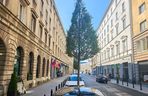Nowe drzewa na ul. Mazowieckiej