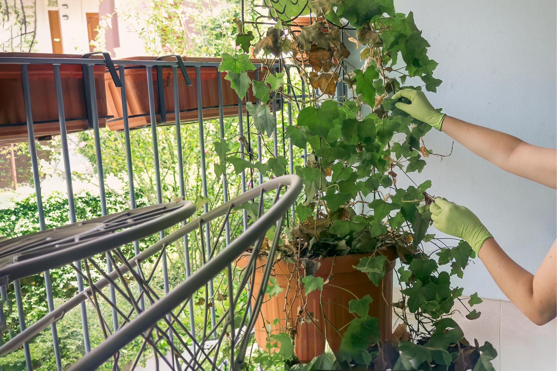 philodendron micans wiki 4