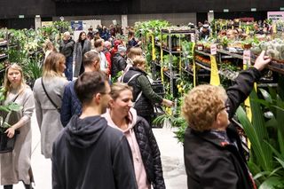 Wzięli koszyki i ruszyli na łowy. Ceny roślin od 5 zł w Katowicach. Tego nie można przegapić!