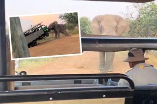 Słoń zaatakował samochód pełen turystów! Szokujące wideo 