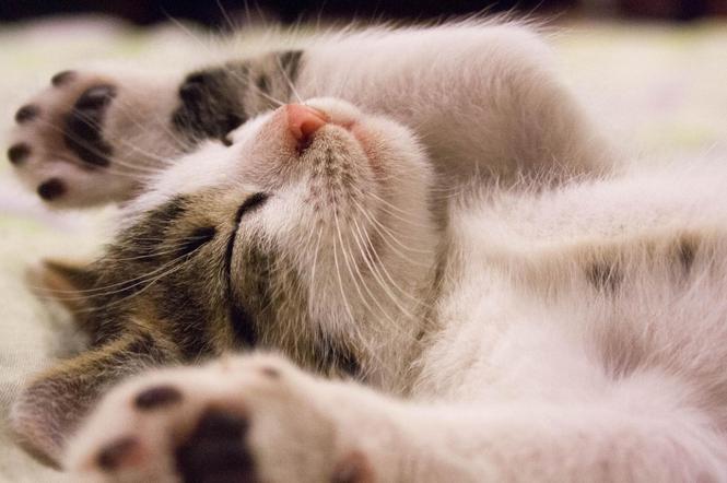 Trwa wielka zbiórka zabawek dla małych kotków. Czego potrzeba? Jak przekazać dary?