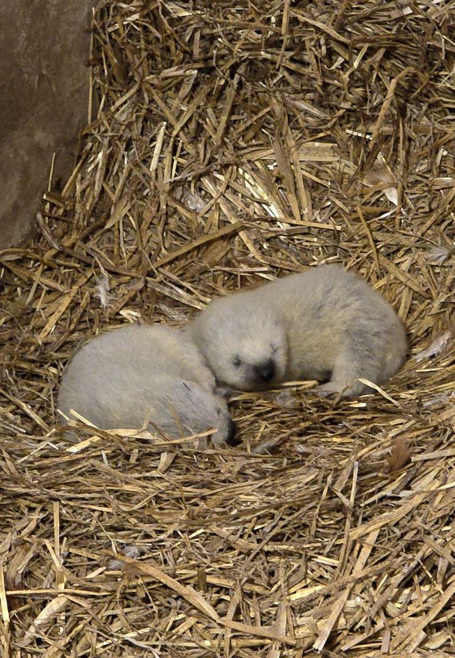 Rosomakowy baby boom w Śląskim ZOO! Radosna nowina dla miłośników zwierząt